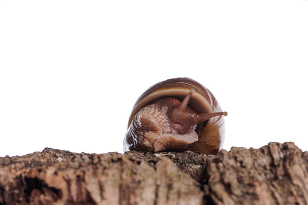 achatina immaculata panthera schnecke auf kork rinde isoliert weißen hintergrund - immaculata stock-fotos und bilder