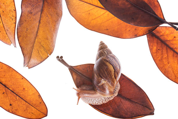 achatina immaculata panthera snail on leaf isolated white background - immaculata imagens e fotografias de stock