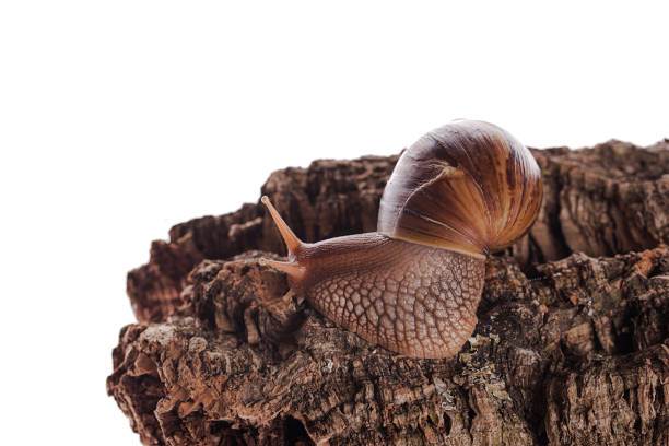 achatina immaculata panthera snail on cork bark isolated white background - immaculata imagens e fotografias de stock