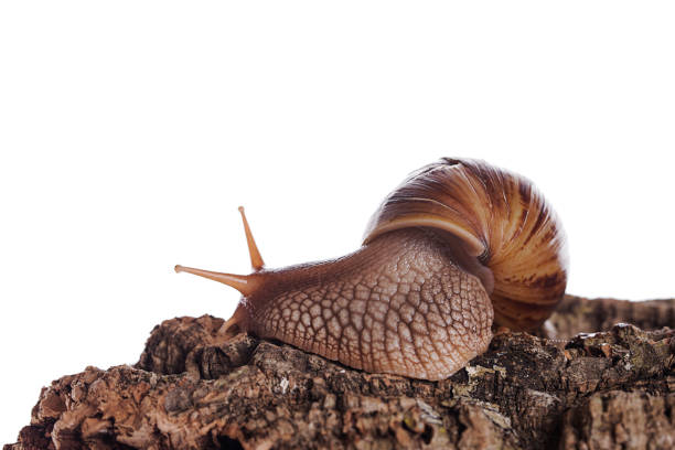 achatina immaculata panthera snail on cork bark isolated white background - immaculata imagens e fotografias de stock