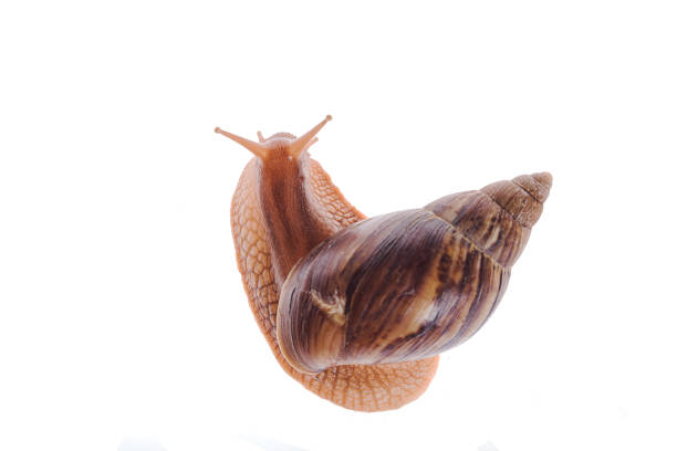 achatina immaculata panthera schnecke auf weißem hintergrund - immaculata stock-fotos und bilder