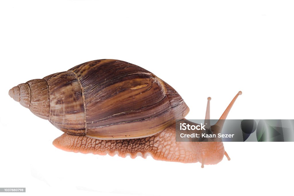 Achatina immaculata panthera snail walking on a white background Isolated snail on a white background Africa Stock Photo