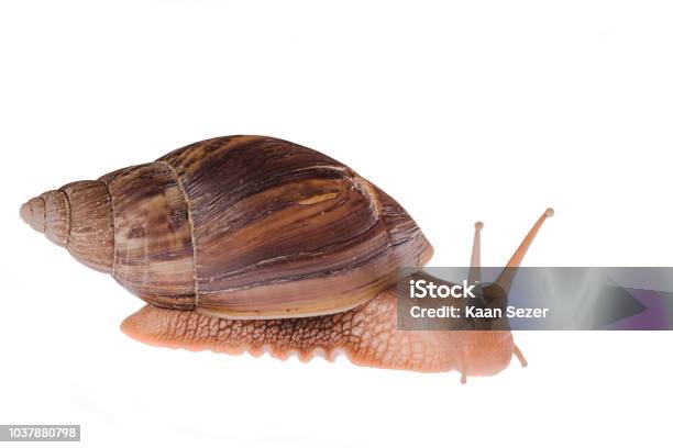 Achatina Immaculata Panthera Snail Walking On A White Background Stock Photo - Download Image Now