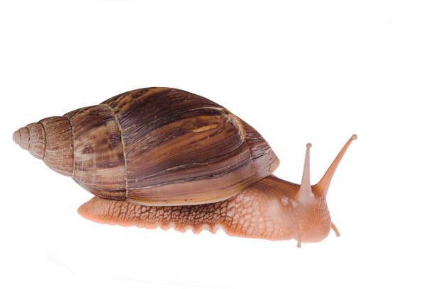 achatina immaculata panthera snail walking on a white background - immaculata imagens e fotografias de stock