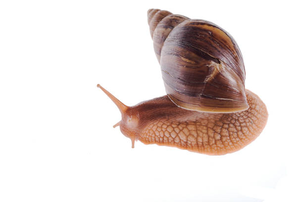 achatina immaculata panthera snail on a white background - immaculata imagens e fotografias de stock