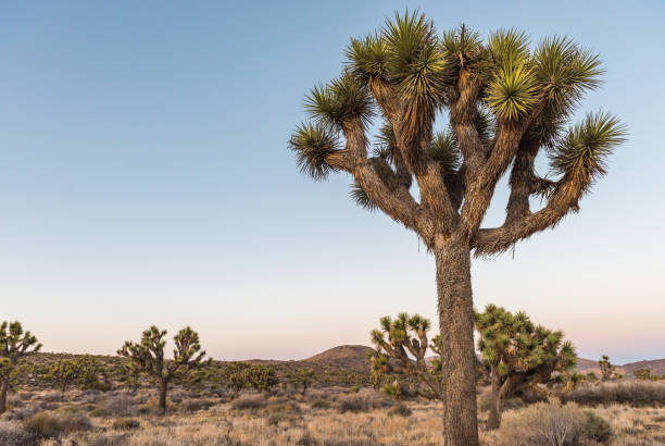 황혼에 조슈아 나무 (유카 brevifolia) 떨어져 stubbe 스프링스 루프 조슈아 트리 국립 공원, 캘리포니아 - hidden valley 뉴스 사진 이미지