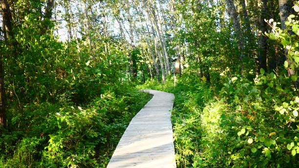 istock Wooden walk in nature 1037894678