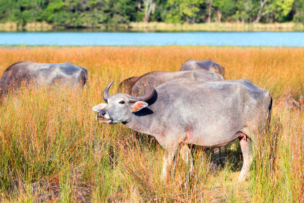 bufalo d'acqua alla luce del sole mattutina nel parco nazionale wilpattu in sri lanka asia - buffalo bayou foto e immagini stock
