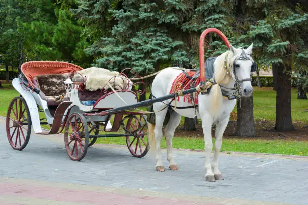 Photo of White horse harnessed to a Russian cart in the Park