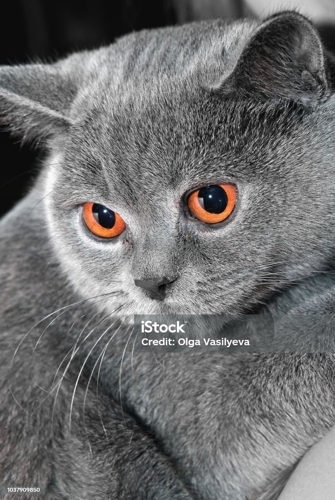 Describir Aprendiz plato Retrato De Gato Gris De Raza Británica Con Ojos Naranja Foto de stock y más  banco de imágenes de Animal - iStock