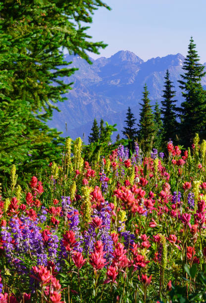istock Colorful Mountain Wildflowers 1037912238