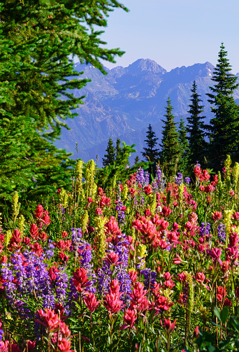 Colorful Mountain Wildflowers - Alpine flowers in summer mountains near Vail, Colorado USA.