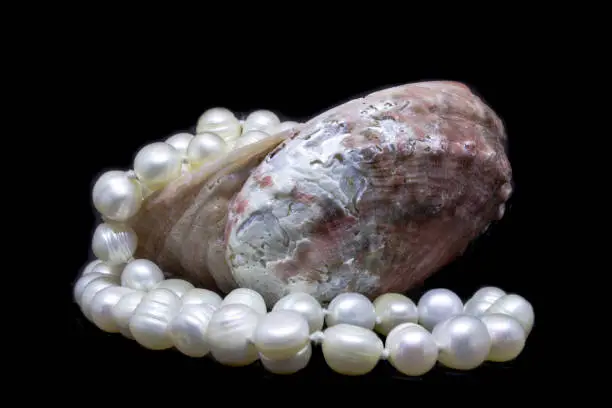 Natural Shell and string of white pearls on black background