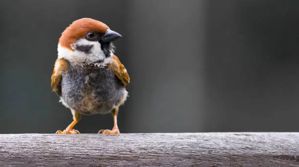 Photo of Close up of small bird