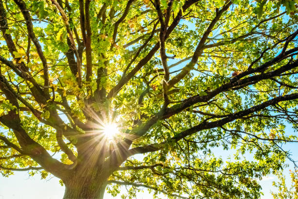 jeune chêne par une journée ensoleillée - forest sunbeam tree light photos et images de collection