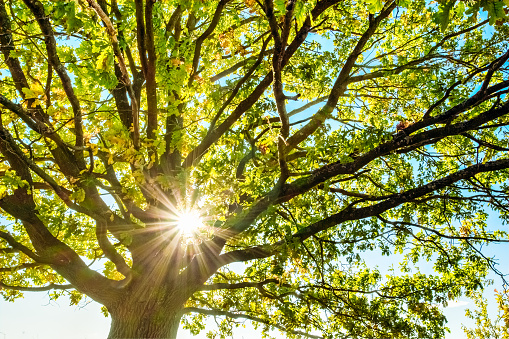 Oak tree branches through which the sun shines. Summer