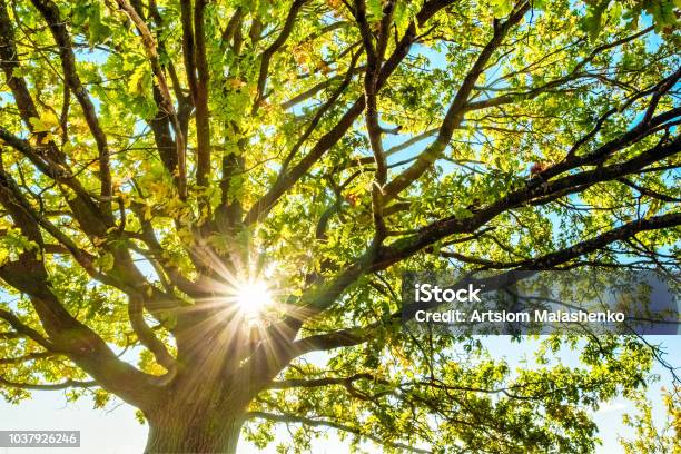 Young Oak Tree On A Sunny Day Stock Photo - Download Image Now - Tree, Yard - Grounds, Sunlight