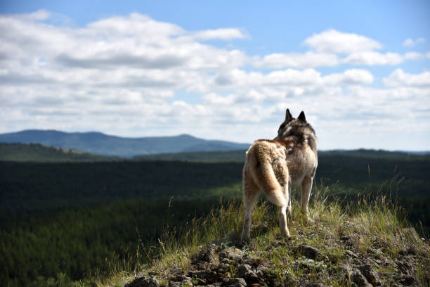 istock My husky looks around 1037930778
