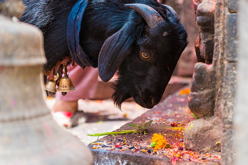 Goat at the statue and shrine of Kal Bhairav at Kathmandu Durbar Square, UNESCO Heritage Site, considered as one of the powerful temples in Kathmandu valley.