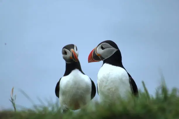 Cute puffins on the natural reserve in Mykines, Faroe Islands.