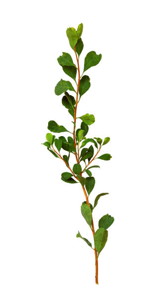 istock Twig with small green leaves 1037943018