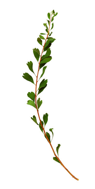 istock Twig with small green leaves 1037943034