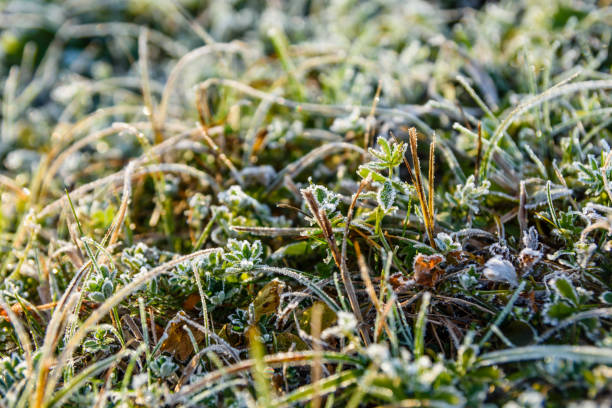 istock Grass covered with a hoarfrost on autumn 1037943578
