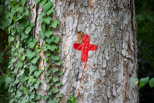 Painting red cross on the big tree in garden of public park