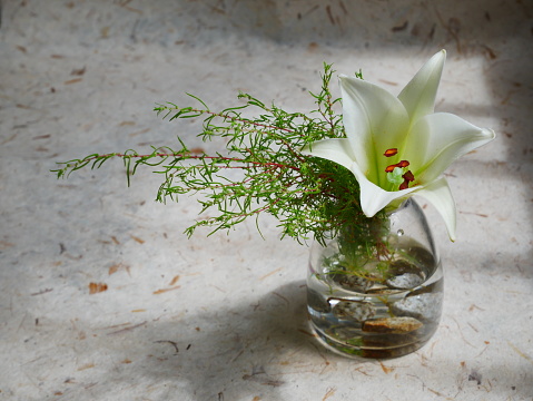 A flower placed inside a drinking glass is distorted by the glass curve