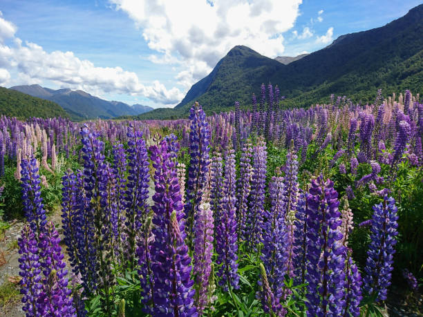 istock Purple full bloom lupine flower with mountain background 1037958084