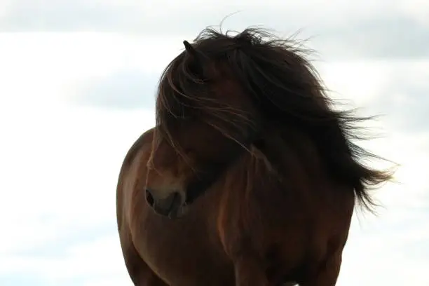 beautiful horse portrait in Iceland
