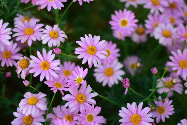 istock Macro texture of colorful spring Daisy flowers with blurred background 1037966504