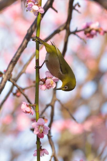istock Japanese White Eye Bird on Pink Cherry blossom tree 1037966542