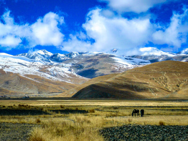 Horses graze on the grasslands of the Tibetan Plateau in front of dramatic, snow-capped mountains of the Himalayas, along the Friendship Highway between Lhasa in Tibet and Kathmandu in Nepal