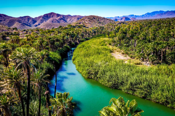 The blue-green Mulege river curves through a desert oasis in Baja California Sur, Mexico The blue-green Mulege river curves through a desert oasis in Baja California Sur, Mexico baja california peninsula stock pictures, royalty-free photos & images