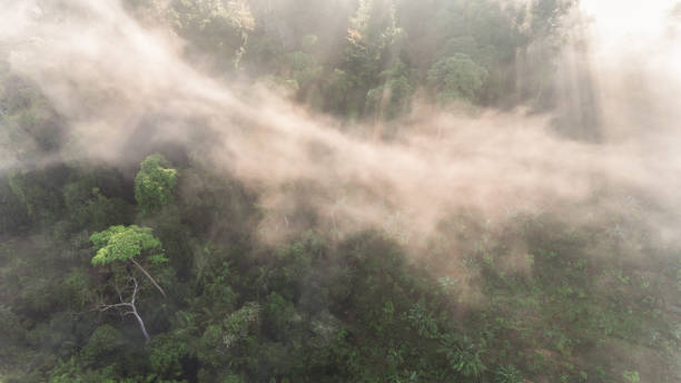 istock morning fog in dense tropical rainforest, 1037977100