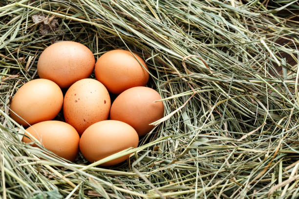 istock pile raw red farm eggs in the straw. 1037988022