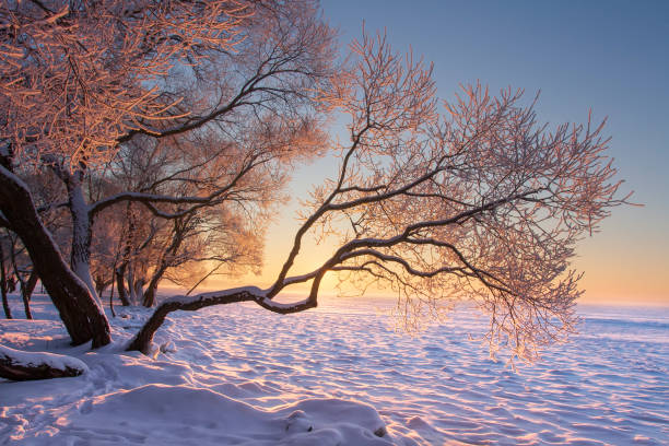 paisaje de invierno animado al amanecer de mañana con la luz amarilla. arboles nevados en congelaron en orilla del lago. escena de invierno de naturaleza. fondo de navidad - orange sauce fotografías e imágenes de stock