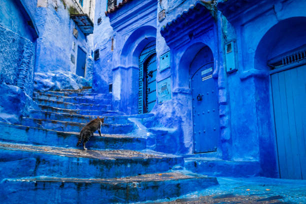 A cat climbs stairs on a blue painted street in the medina of Chefchaouen in Morocco A cat climbs stairs on a blue painted street in the medina of Chefchaouen in Morocco chefchaouen photos stock pictures, royalty-free photos & images