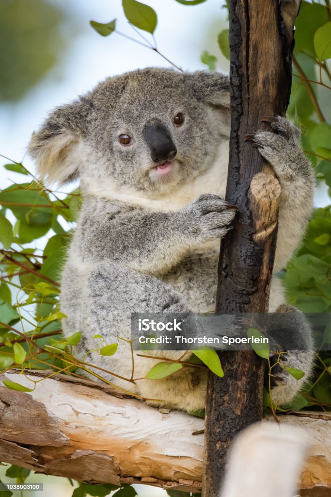 Koala Bear Stock Photo - Download Image Now - Animal, Animal Behavior,  Animal Hair - iStock