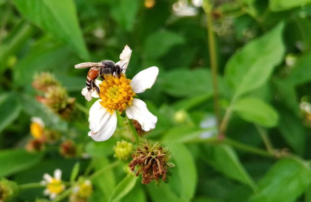 istock The bee feeds on yellow flowers. 1038007532