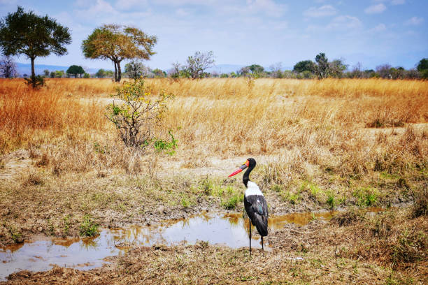쿠미 국립 공원, 탄자니아에서 안장 청구 황새 - saddle billed stork 뉴스 사진 이미지