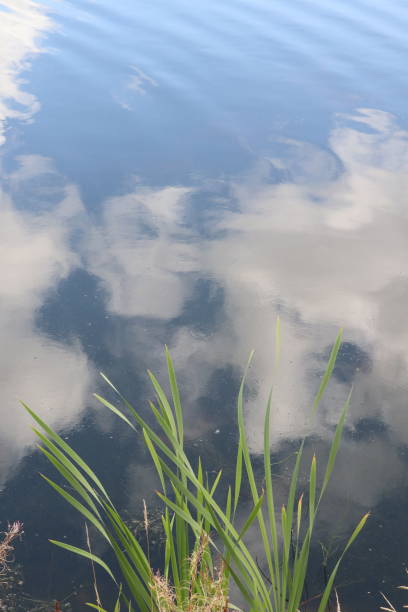 istock Clouds reflected in river with reeds on riverbank 1038033858