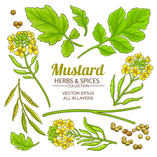 ilustraciones, imágenes clip art, dibujos animados e iconos de stock de vector de la planta de mostaza - mustard flower