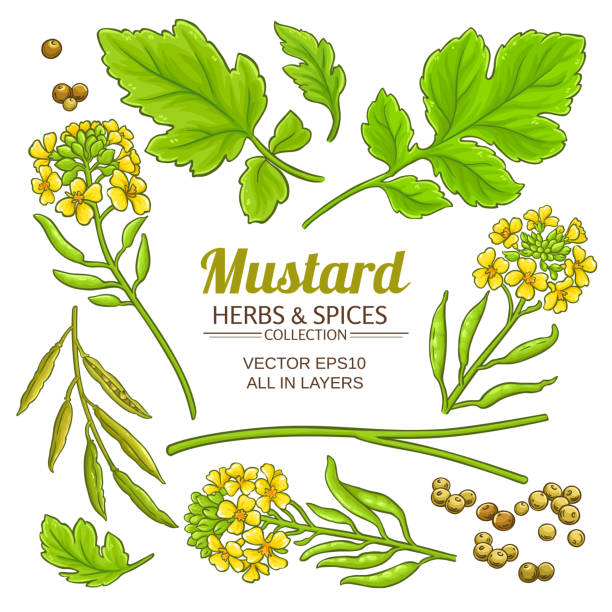 illustrations, cliparts, dessins animés et icônes de vecteur de plant de moutarde - mustard flower