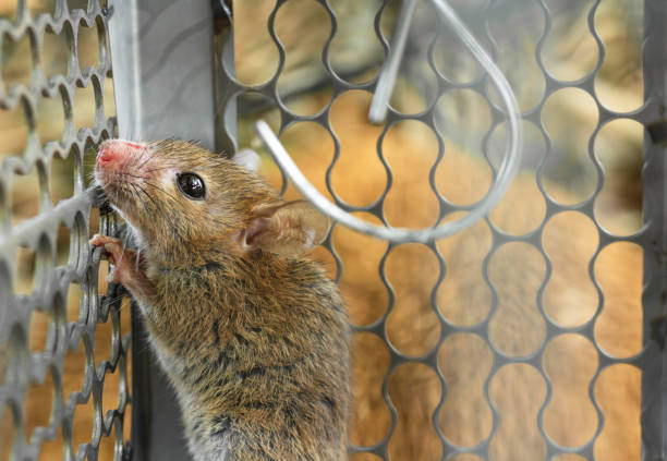 istock Mice trapped in a trap cage. Inside of rat traps. 1038039236