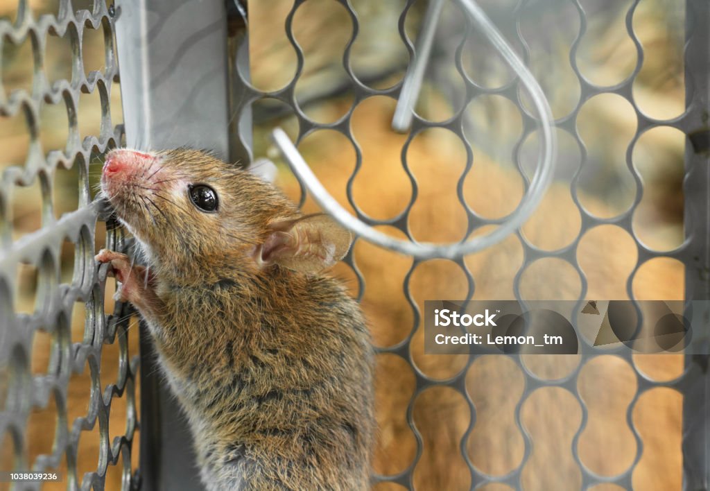 Mice Trapped In A Trap Cage Inside Of Rat Traps Stock Photo - Download  Image Now - Animal, Animal Wildlife, Backgrounds - iStock