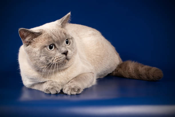 istock scottish straight shorthair cat 1038039264