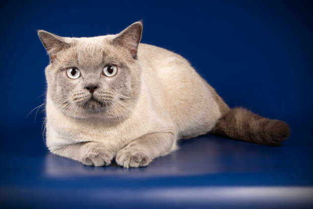 istock scottish straight shorthair cat 1038039266