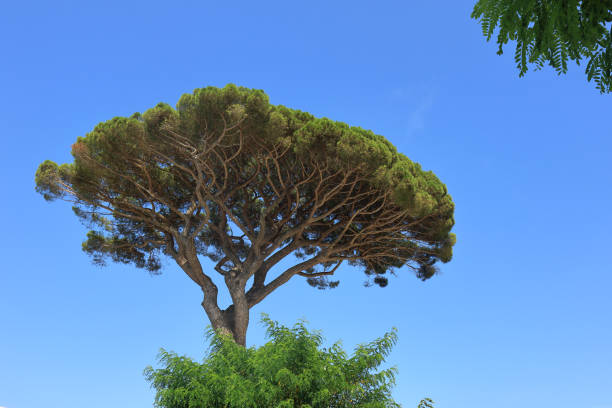 Pinus pinea or Stone Pine on the isle of Capri